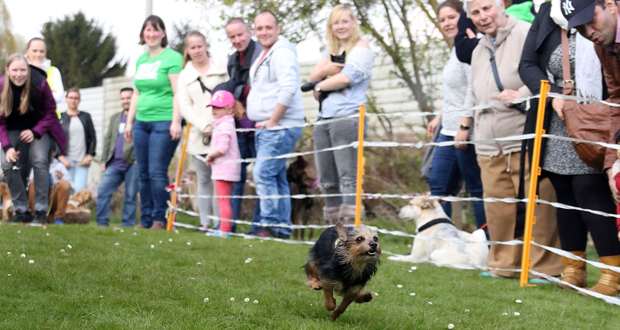 Das beliebte Rennen der Gasthunde (Foto: Tierschutzverein von 1841 e.V.)